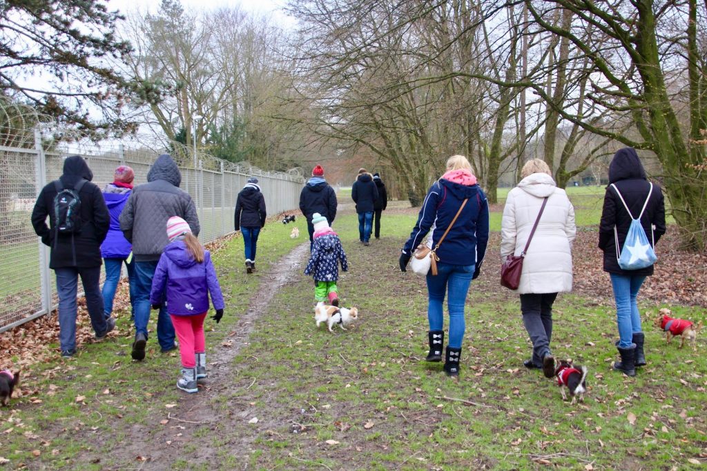 Chihuahua Treffen in Zollstock